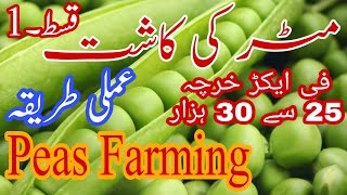 31 Peas Farming  Matar Ki Kasht  Cultivation To Harvesting  Part 1  Vegetables  Farming Tips [upl. by Ahola]