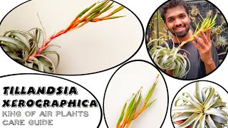 The King of Air Plants Is In Bloom  Tillandsia xerographica Complete Care Guide NandanamExotics [upl. by Anevad]