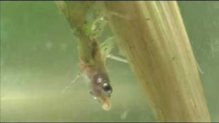 Damselfly larva devours a small fish [upl. by Ahrens51]