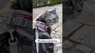 Watch This If You Want To Walk Your Cat With A Harness amp Leash 🚶‍♀️🐈 [upl. by Carothers]