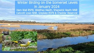 Winter Birding on the Somerset Levels Jan2024 [upl. by Iveel]