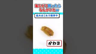 【2ch面白いスレ】海ぶどう買ったら、なんかかわいいのがいたんやがｗ 2ch 料理 5ch ご飯 なんjかわいい [upl. by Eenobe485]