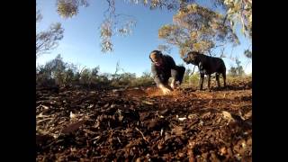 Gold Prospecting in Kalgoorlie area Western Australia [upl. by Wolfie]