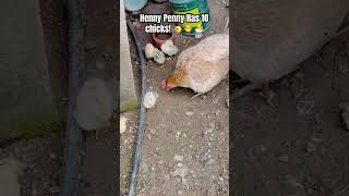 Henny Penny Has 10 chicks shorts viral trending youtubeshorts asmr hen chicks hennypenny [upl. by Nohtiek]