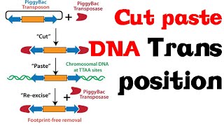 Cut and paste DNA transposition [upl. by Still]