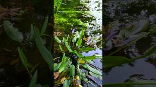 Flooded paddy fields shortclips [upl. by Gradey]