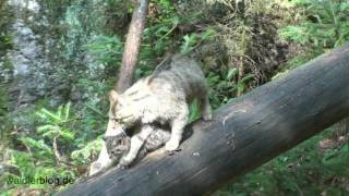 Nationalpark Bayerischer Wald Junge Wildkatze lernt balancieren Young wild cat learns balance [upl. by Lennad247]