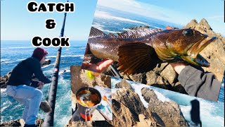 The real “Catch and Cook” Lingcod Cabezon kelp greenling Rockfish [upl. by Sirraf]