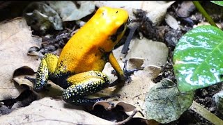 La rana mas venenosa del mundo Phyllobates terribilis orange rana dardo dorada [upl. by Ramedlav860]