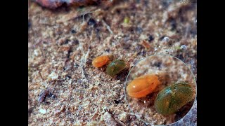 Seed Shrimps Ostracoda sp  Brighton October 2024 [upl. by Di877]