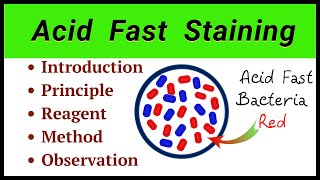 Acid Fast Staining Procedure [upl. by Charie239]