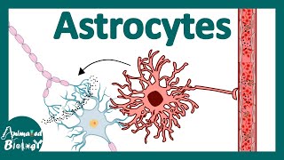 Astrocytes  Function and development of Astrocytes  Astrocytes and disease  Reactive Astrocytes [upl. by Gnoy88]