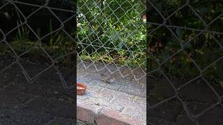 Dunnock under the bird feeder [upl. by Perpetua]