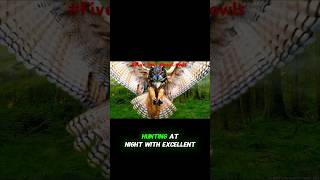 Five 5 things about owls  natural wildlife wildlifeecology wildlifefascination shortvideos [upl. by Avika]