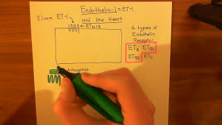 Effect of Endothelins on the Heart Part 1 [upl. by Tomlin364]