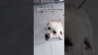 Trained Labrador DogFor Training of your dogs contact us at 923067358996labrador shorts viral [upl. by Yllen]