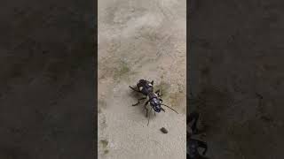 insects nature reels viralvideo shorts 2024 [upl. by Aehsal]