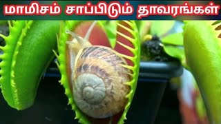 பூச்சிகளை சாப்பிடும் தாவரங்கள்  most dangerous plants  venus flytrap  picture plants [upl. by Gerda]