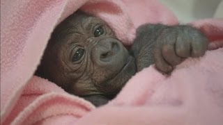 WATCH Adorable baby gorilla recovers in human ICU after two emergency operations at San Diego Zoo [upl. by Olegnaleahcim]