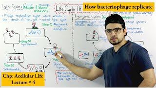 Life Cycle of Bacteriophage  Lytic and lysogenic cycle [upl. by Seys]