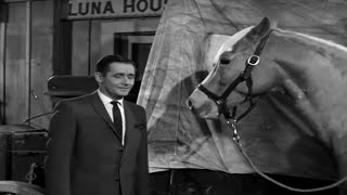 Mister Ed Season 1 Episode 7 1961 Ed the Lover [upl. by Marelda]