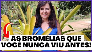 Tudo Sobre Bromélias Tipos Cuidados e Curiosidades [upl. by Amann840]