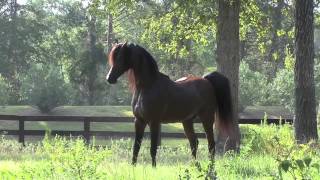 Arabian Stallion Marwan Al Shaqab [upl. by Annairol]