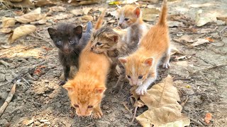 Street kittens calling mother meowing but  Kittens rescue [upl. by Atsyrk]