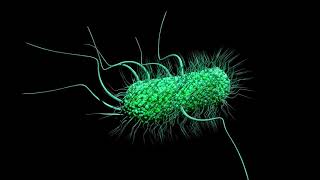 Escherichia coli E coli moving Animation [upl. by Jenne]