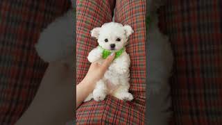 Bichon frise baby is so cute lovely puppy video  Teacup puppies KimsKennelUS [upl. by Nnaihs]