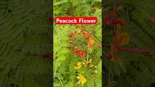 How to grow Peacock Flower or Caesalpinia pulcherrima shorts [upl. by Suzann]