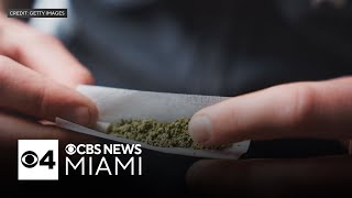 Marijuana abortion up on the ballot as election day approaches  Facing South Florida [upl. by Annaya642]