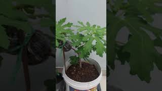 My Journey in Propagating Longue dAout LdA Fig tree A Tale of Figs and Growth  Episode 7 [upl. by Narcis75]