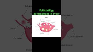 How follicleegg develops in ovary [upl. by Athey]