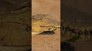 Horrible eyes  Crocodile looking dangerous  Dangerous attitude of crocodile 🐊 [upl. by Kerin]