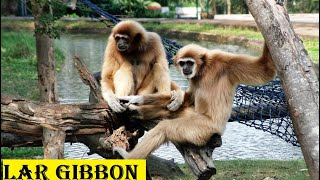 Lar gibbon  jungle ki zindagi [upl. by Ramsa]