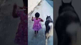 Nidar ladki 😎🤟🏻 husky youtuber doglover dog pets youtubeshorts youtube like dogs [upl. by Jeni]