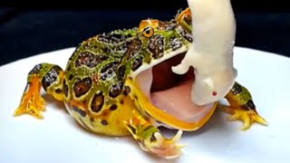 A frog eat freeze mouse and toad  Warning Live Feeding [upl. by Imyaj]