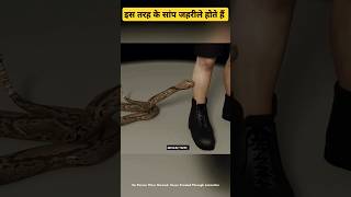 इस तरह के सांप बहुत जहरीले होते हैं shorts shortsfeed snake [upl. by Poock]