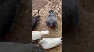 Like amp Subscribe…🕊️💫 pigeonkannur1322 pigeon tranding racinghomer birds pigeonloft [upl. by Amocat276]