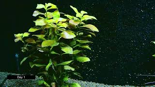 Ludwigia Repens Growth Timelapse 20 Days [upl. by Isabeau]