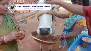 Honoring the Sacred Cow  A Special Initiative by Saptarushi Goshala  SAPTARUSHI CHARITABLE TRUST [upl. by Bilek]