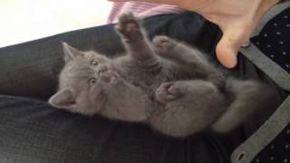 Cute British Shorthair Kitten  8 weeks old Karl playing [upl. by Coe]