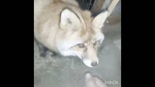 2292 How to teach a wild fox to stroke WildRedFox animals shorts [upl. by Nonnek]