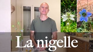 Nigelle cultivée  problèmes de glycémie cholestérol asthme allergique [upl. by Fonda]