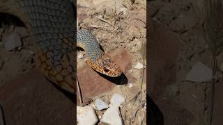 Желтобрюхий Каспийский полоз Caspian whipsnake Dolichophis caspius [upl. by Belcher]