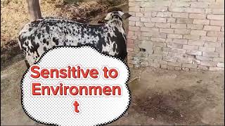 Rabies disease sign in cow calf by dog biting subscribe [upl. by Ynitsed581]