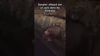 Sanglier attaqué par un ours dans les Pyrénées wild boar attacked by a bear in the Pyrénées shorts [upl. by Ardnoek707]