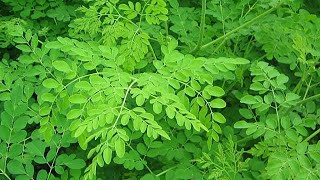 Moringa  l’arbre miracle à l’île Maurice [upl. by Eecyal]