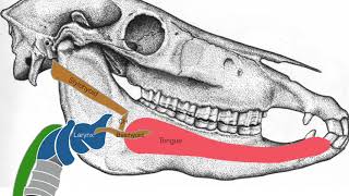 The Hyoid Release [upl. by Eki]